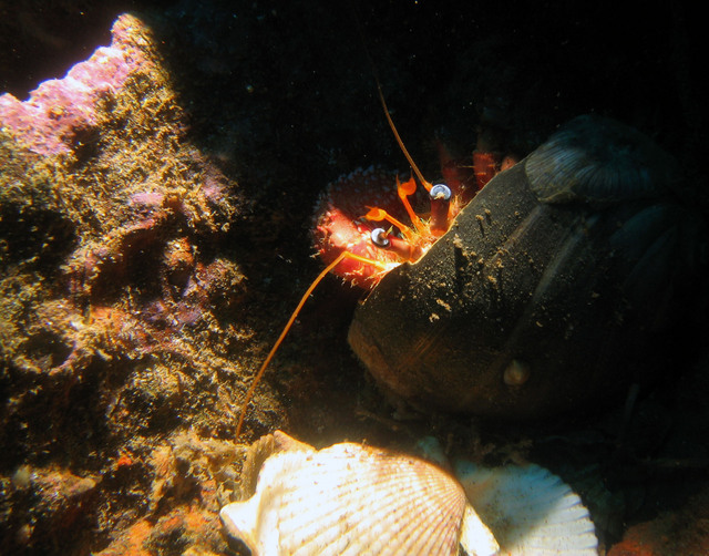 ../pictures/hermit_crab3.jpg
