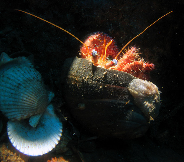 ../pictures/hermit_crab4.jpg