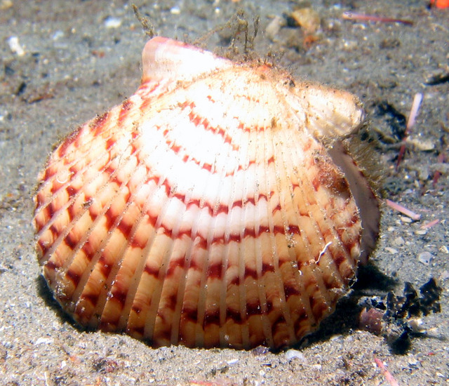 ../pictures/shell.jpg