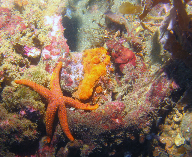 ../pictures/star_fish1.jpg