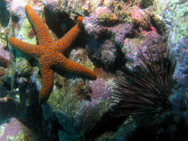 ../pictures/star_fish2.jpg
