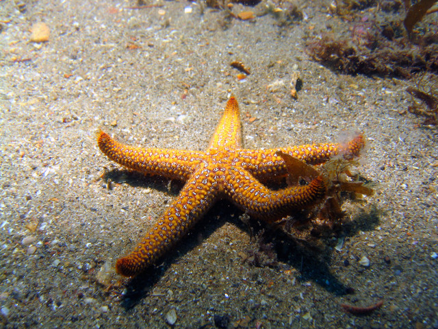 ../pictures/star_fish3.jpg