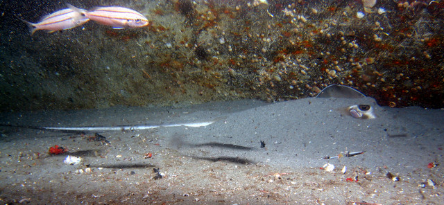 ../pictures/sting_ray2.jpg