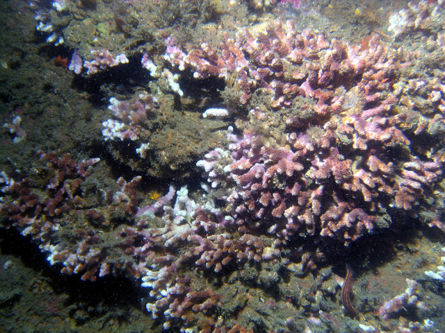 ../pictures/white_coral.jpg