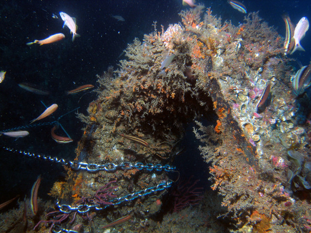 ../pictures/wreck2.jpg