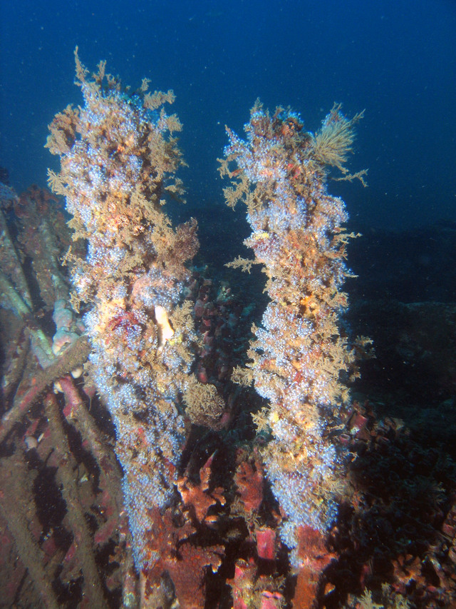 ../pictures/wreck4.jpg