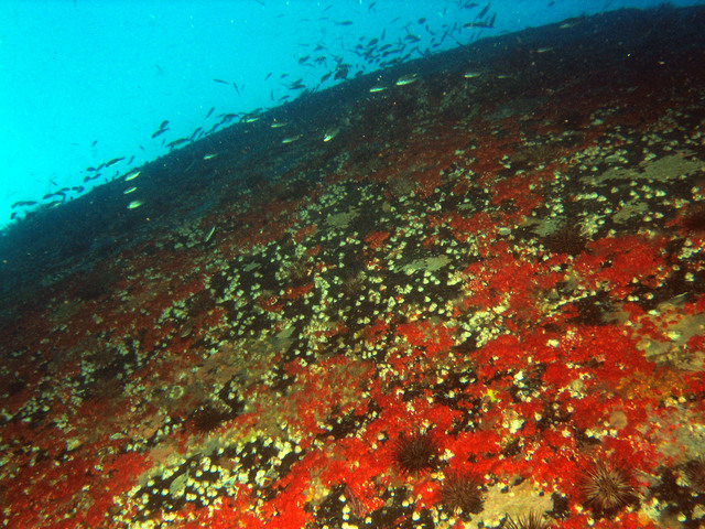 ../pictures/wreck5.jpg
