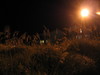 grass_field_at_night.jpg