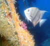atlantic_spade_fish1.jpg