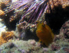 blenny2.jpg