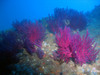 coral.jpg