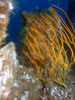 coral1.jpg
