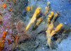 fire_coral.jpg