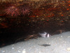 juvenile_drum1.jpg