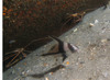 juvenile_drum6.jpg