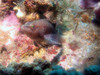 sand_fish1.jpg