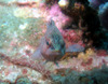 sand_fish2.jpg