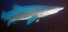 sand_tiger7.jpg