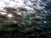 school_of_fish2.jpg