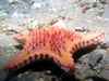 star_fish3.jpg