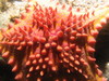 star_fish6.jpg