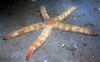 star_fish8.jpg