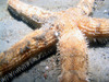 star_fish9.jpg
