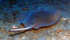 sting_ray1.jpg