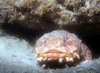 toad_fish1.jpg