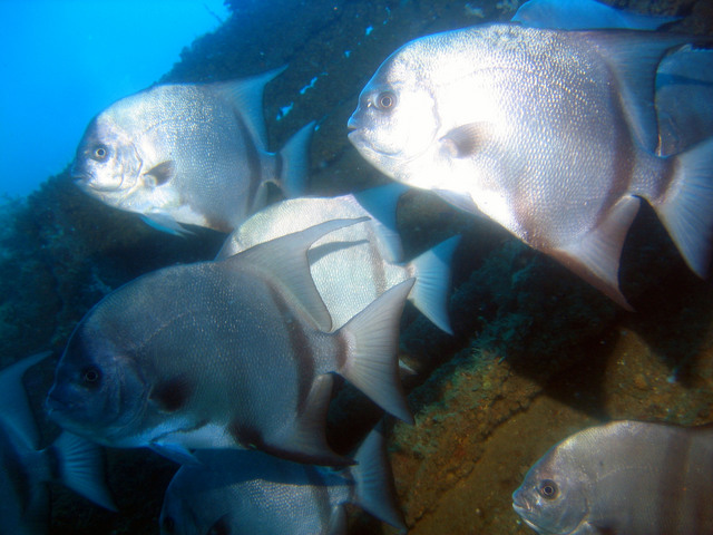 ../pictures/atlantic_spade_fish2.jpg