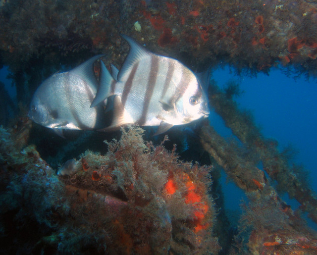 ../pictures/atlantic_spade_fish5.jpg