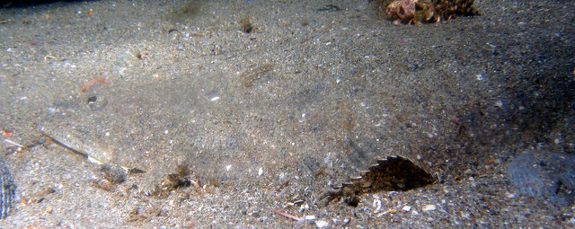 ../pictures/flounder.jpg
