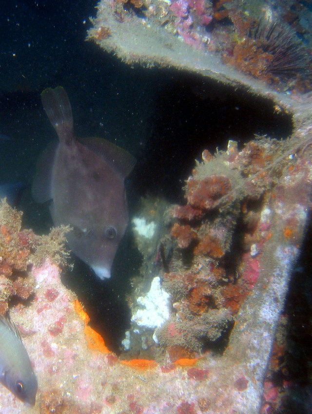 ../pictures/trigger_fish1.jpg