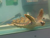 NC_aquarium13.jpg