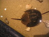 NC_aquarium14.jpg