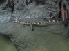 NC_aquarium9.jpg