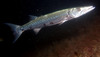 barracuda3.jpg