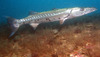 barracuda4.jpg