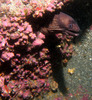 eel2.jpg