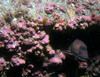 eel3.jpg