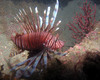 lion_fish1.jpg