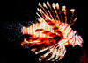 lion_fish13.jpg