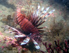 lion_fish2.jpg