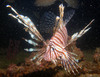 lion_fish21.jpg