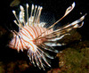 lion_fish22.jpg