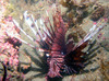 lion_fish3.jpg
