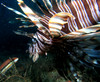 lion_fish32.jpg