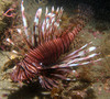 lion_fish7.jpg