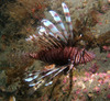 lion_fish8.jpg