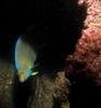 queen_angel_fish2.jpg